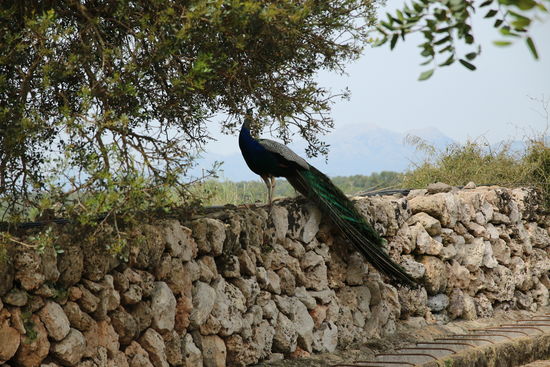 Pfau auf einer Trockenmauer