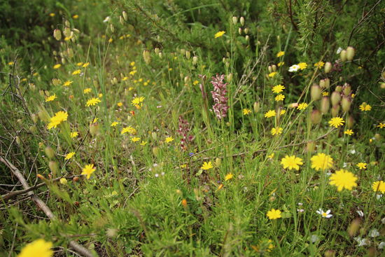 Es blüht und duftet überall