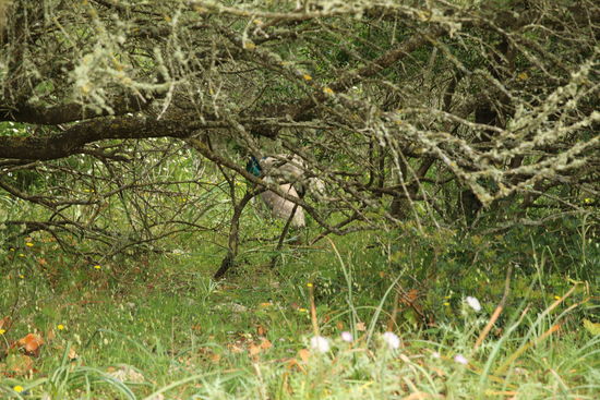 Ein Pfauenpaar im Gebüsch