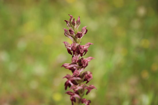 Kleinblättrige Orchidee