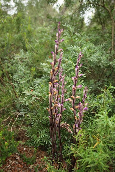 Auch im Verblühen noch schön anzusehen
