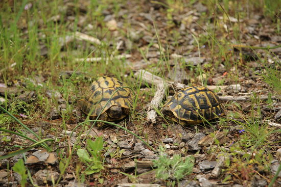 Griechische Landschildkröten in ihrem natürlichen Habitat