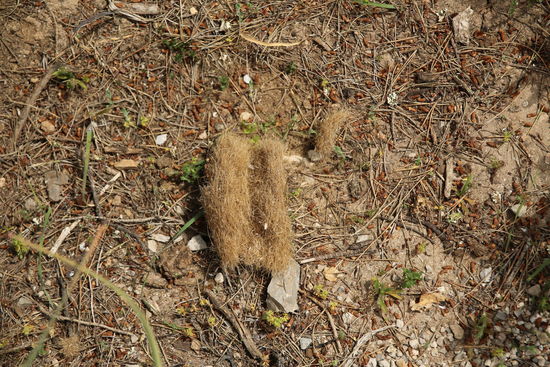 Losung eines Greifvogels