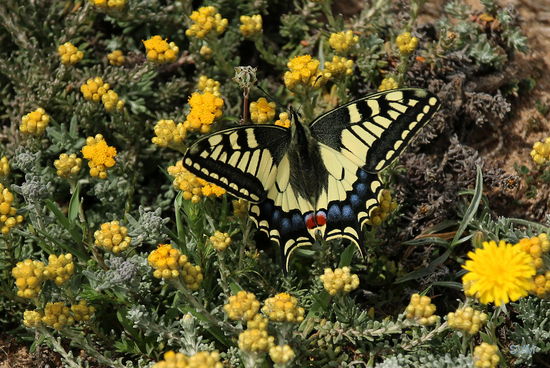 Schwalbenschwanz auf Bodenbedeckern (gesehen ganz nah am Meer)