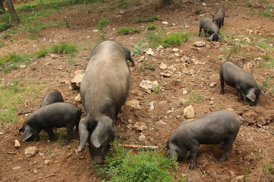 Und noch mal die schwarzen Schweine- die gehören für mich unbedingt zu Mallorca dazu