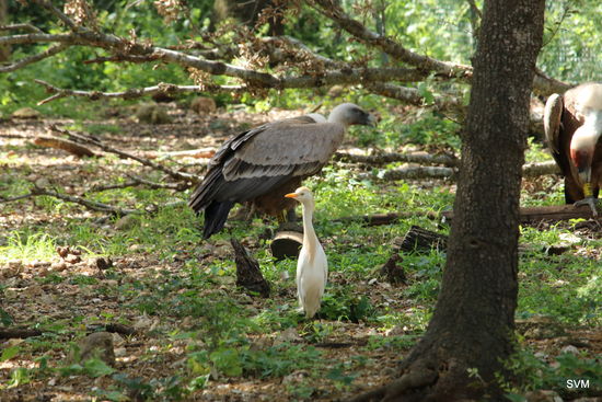 Auch der Seidenreiher findet hier Futter.