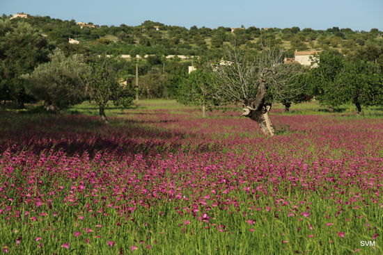 Gladiolenwiese in der Nähe von Selva