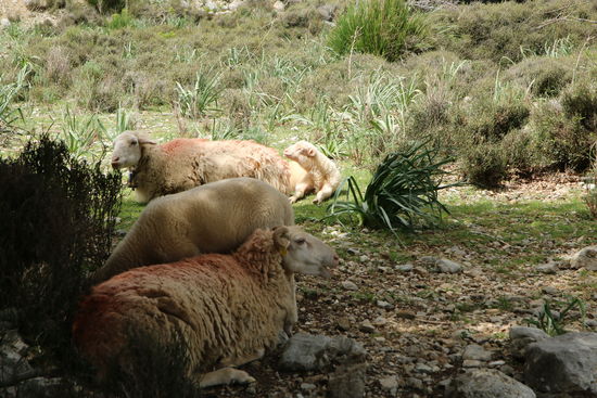 Es gibt auch Schattenplätze