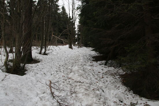 In schattigen Waldstücken gab der Winter noch alles,...