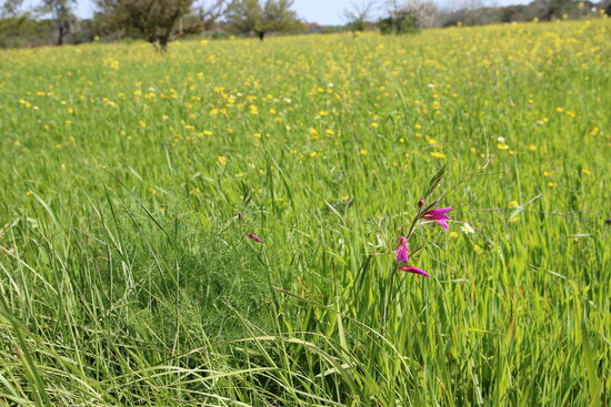 Wilde Gladiole