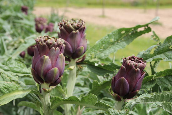 Wilde Artischocken am Wegesrand