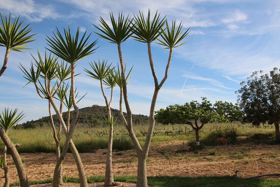 Blick zum Monti Sion