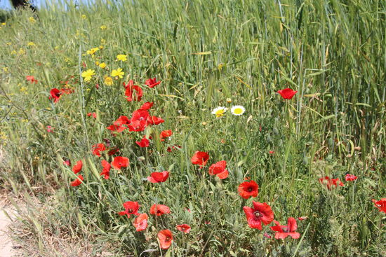Diese Bilder der blühenden Straßenränder nehmen wir in uns auf...