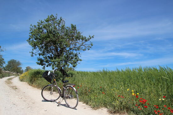 Ich liebe Mallorca auch deshalb so!