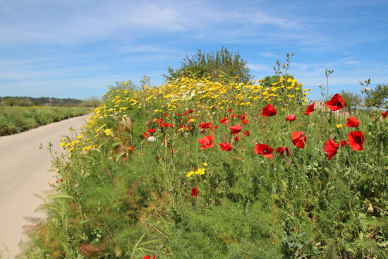 Sonne, bunte Farben, tolle Gerüche,..