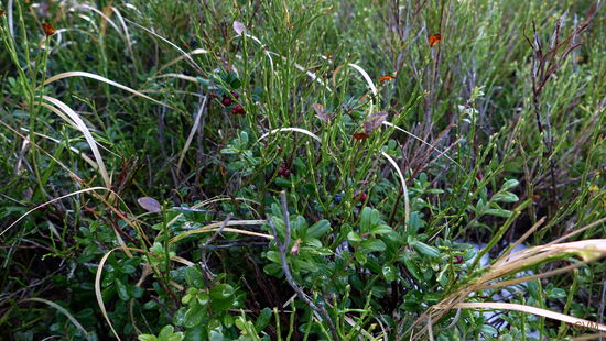 Heidel- und Preiselbeeren, Schnee und Tautropfen