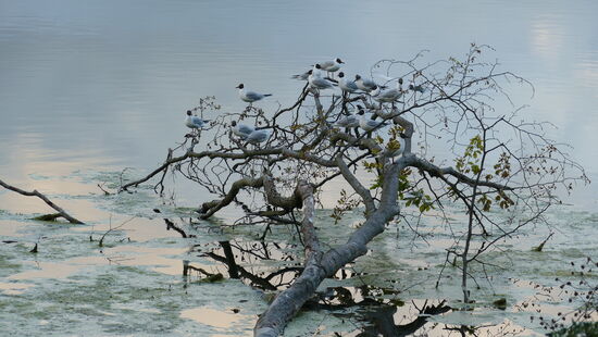 Mein Foto des Tages. Möven in der Abenddämmerung.
