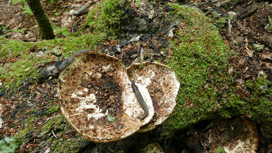 Baumpilz mit Nacktschnecken