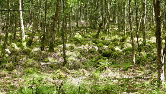 Ein interessantes Waldstück