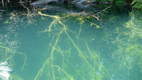 Das sind Süßwasserkorallen