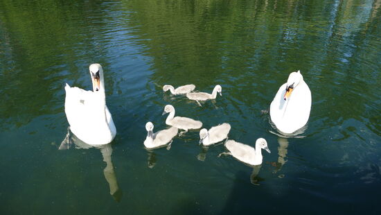 Familie Schwan