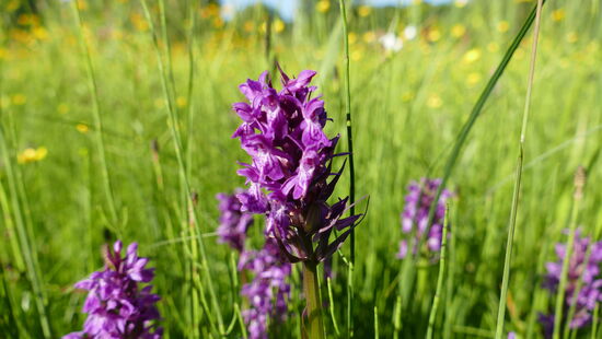 Breitblättriges Knabenkraut
