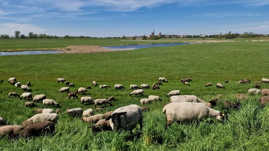Blick vom Deich nach Tangermünde