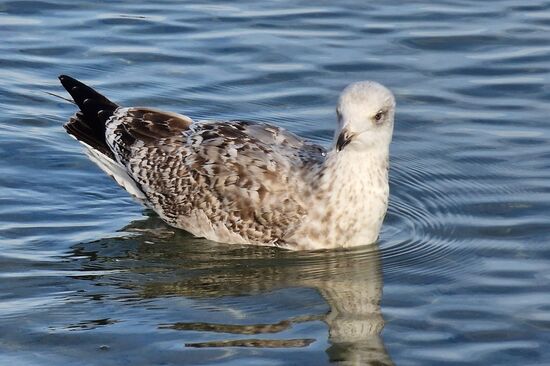 Da wird genau beobachtet!