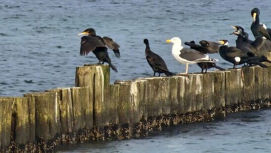 Reichlich Wassergetier