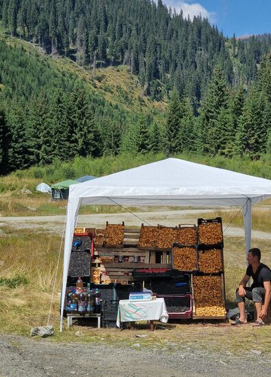 Das lacht das Herz- Pfifferlinge!!!