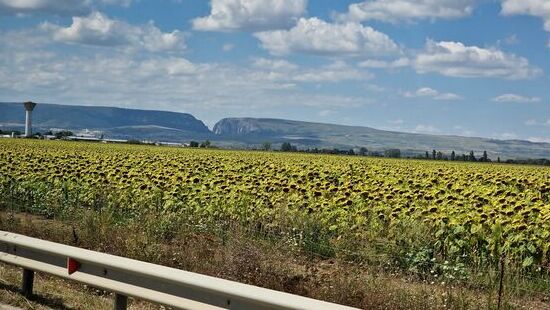 und immer wieder Sonnenblumenanbau. Im Hintergrung sieht man die Turda- Schlucht
