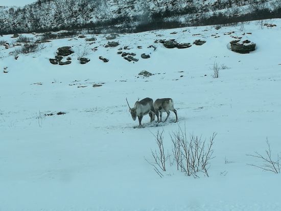 Hie und da waren Rentiere zu sehen, die die dünne Schneedecke freikratzen, um an etwas essbares zu gelangen.