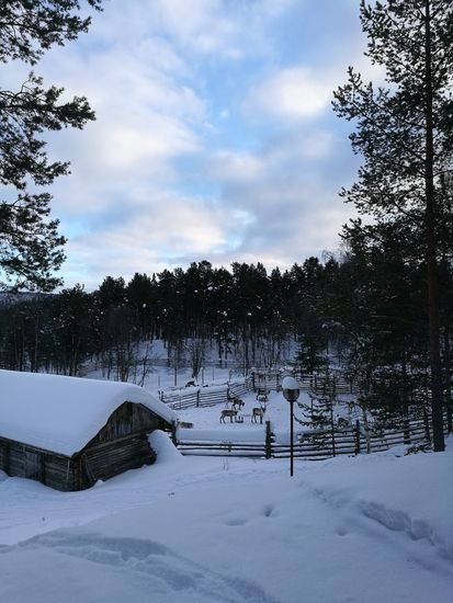 Die Rentiere sind nicht eingezäunt (die rechte Seite ist offen). Sie bekommen hier nur zusätzliches Futter, um gut durch den kalten Winter zu kommen.