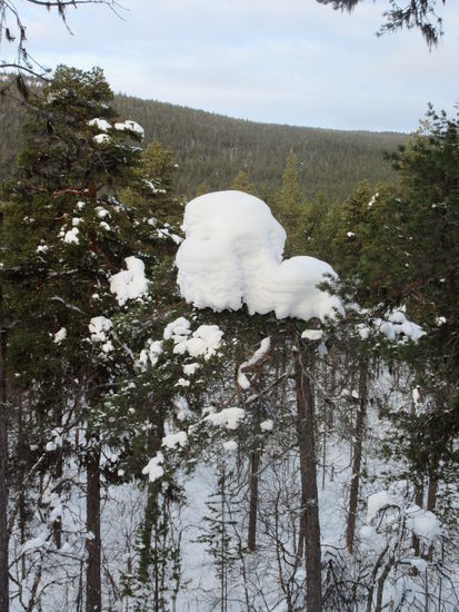 Durch die milden Temperaturen von lediglich -5°C verlor der Wald leider seinen eisigen Zauber.