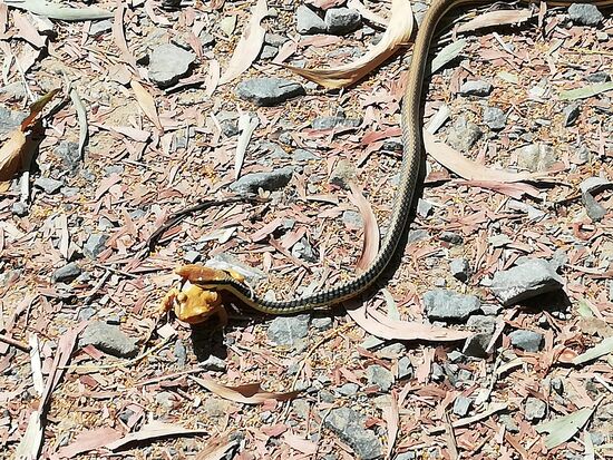 Auch wenn es thematisch nichts damit zutun hat: Die Killing Fields tragen auch für diesen Frosch ihren Namen zurecht.