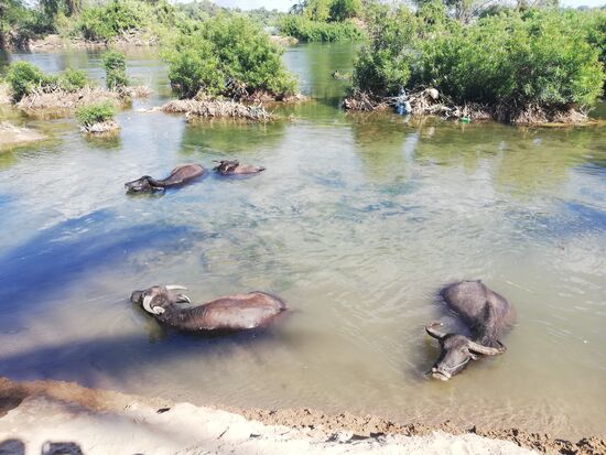 Tiere in allen Formen und Farben