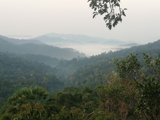 Wenn das kein erhabener Anblick ist. Dschungel!!!