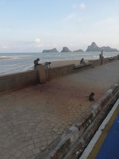 Und auf dem Rückweg natürlich wieder die Affenbande