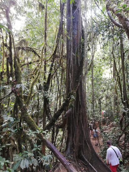 Es geht in den Dschungel.