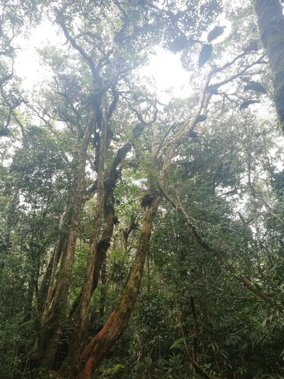 Der Beginn unserer Wanderung verlief quer durch den tropischen Bergwald.