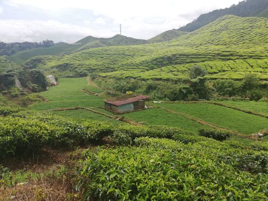 Bis wir schließlich die ersehnten Teefelder erreichten.
