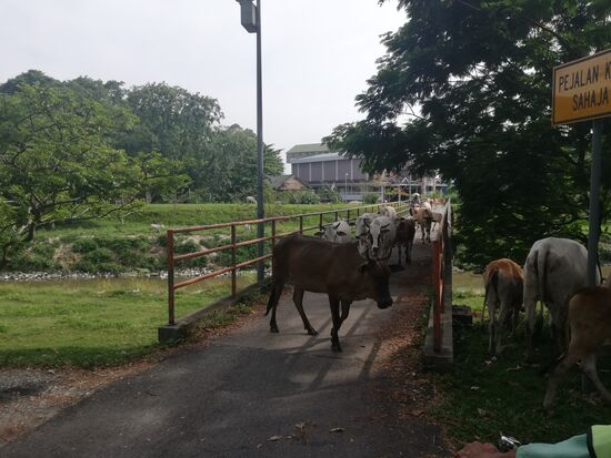 Mitten in der Stadt versperren uns ein paar Rindviecher den Weg.