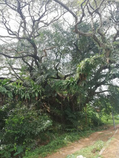 Und überall unfassbar riesige Bäume