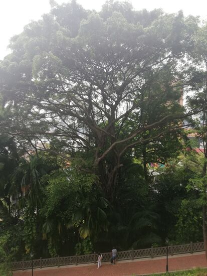 Die Leute auf dem Bild lassen erkennen, wie gigantisch dieser Parkbaum ist.