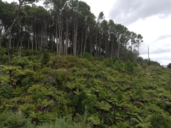 Palmen? Farn? Falmen?