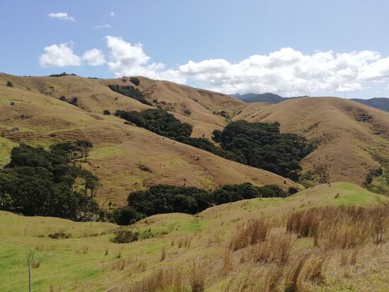 Seit sechs Monaten hat es hier nicht mehr richtig geregnet. Die sonst saftig grünen Weiden sind daher im Moment sehr trocken.