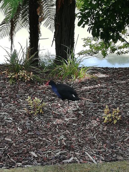 Pukeko
