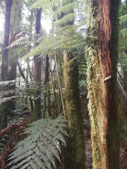 Der Farn ist das Symbol Neuseelands. Kein Wunder, denn die Wälder sind voll davon.