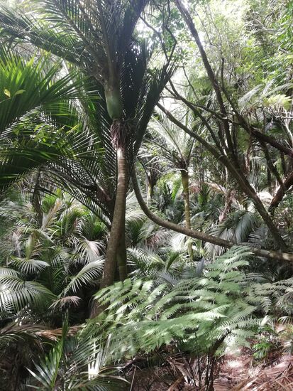 ... in den tiefsten Dschungel...