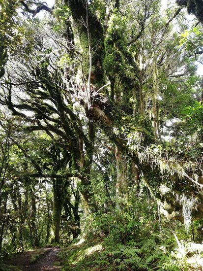 An den Hängen des Mount Taranaki erstreckt sich dichter Regenwald.